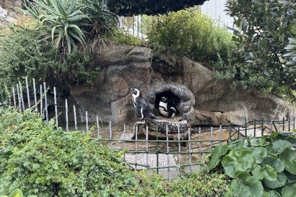 草原のペンギン