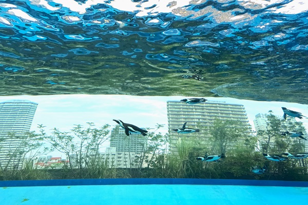 空飛ぶペンギン