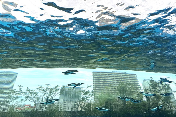 空飛ぶペンギン